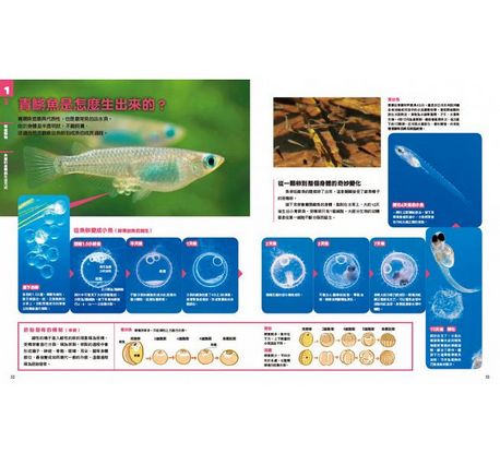 中小學生必讀科學常備用書：NEW全彩圖解觀念生物、地球科學、化學、物理（全套4冊）